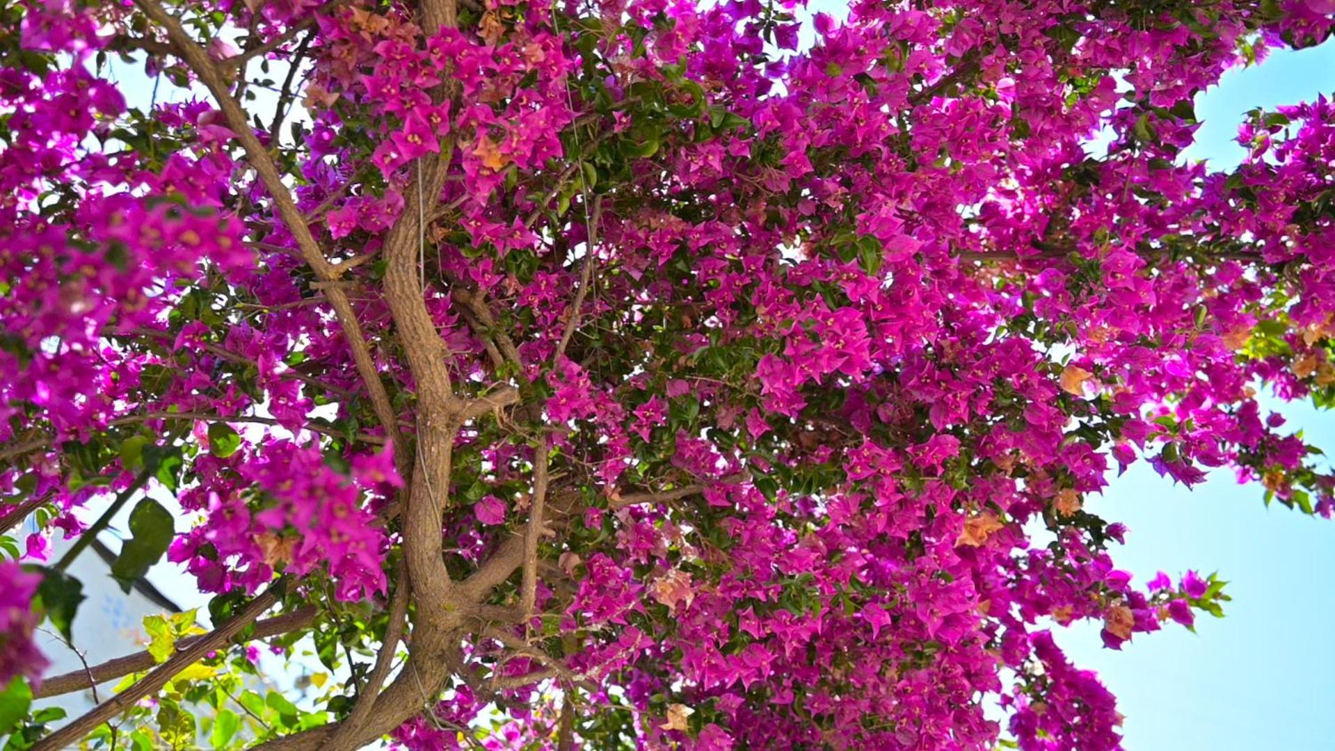 Bougainville Bay Hotel Sarandë エクステリア 写真 Bougainvillea